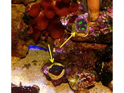 corals.jpg