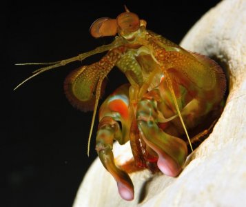 G ternatensis female new molt 5 21 2015 small.jpg
