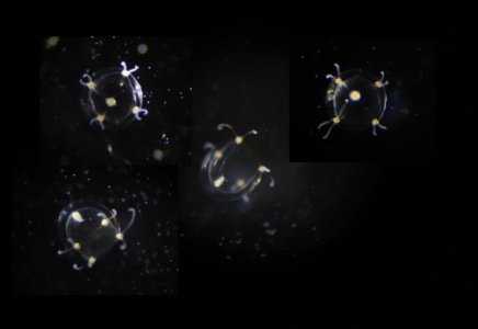 medusae.jpg