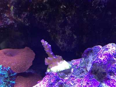 ImageUploadedByTapatalk1430057751.259738.jpg ImageUploadedByTapatalk1430057751.259738.jpg