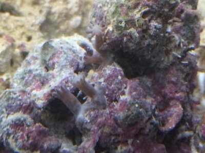 coral ID.jpg