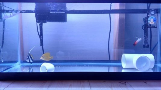 QT tanks 3 (800x450).jpg