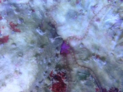 brittle star.jpg