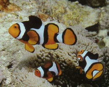Amphiprion percula.jpg