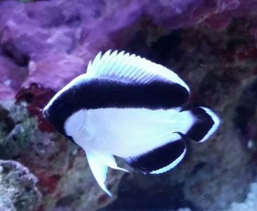 uploadfromtaptalk1432869245683.jpg uploadfromtaptalk1432869245683.jpg