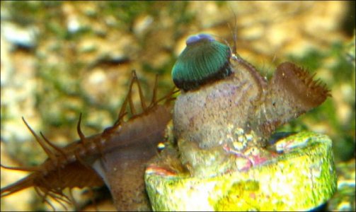 Zoa eaten.jpg