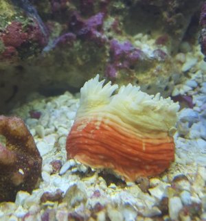 anemoneTrunk.jpg