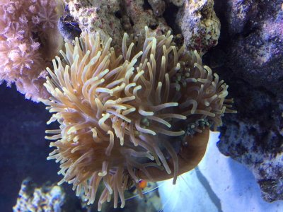 Annemone 3 months.jpg