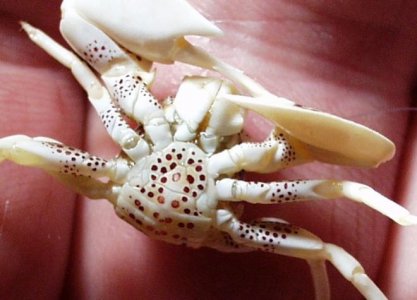 Neopetrolisthes maculatus - male 1.1.jpg