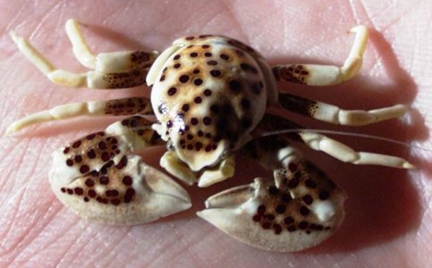 Neopetrolisthes maculatus - female 2.1.jpg