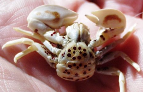 Neopetrolisthes maculatus - female 2.2.jpg