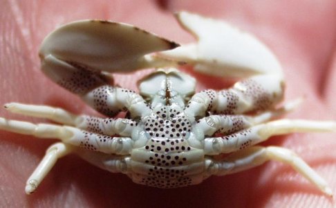 Neopetrolisthes maculatus - male 2.1.jpg