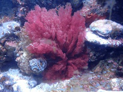 Red Algae Full.jpg