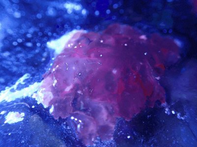 Red Algae Macro.jpg