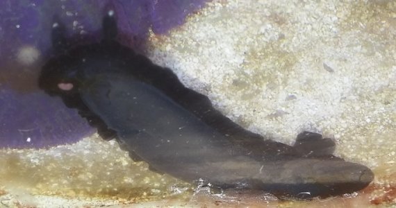 Nudibranch1.2.jpg