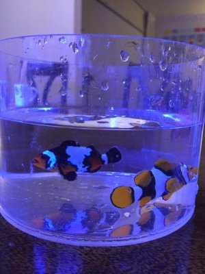 ImageUploadedByTapatalk1430804459.617954.jpg