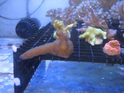 green digi, unknown 2.jpg