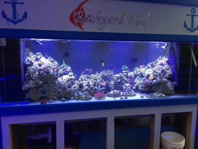 ImageUploadedByReefs2015-05-05 08:36:10 CDT.jpg