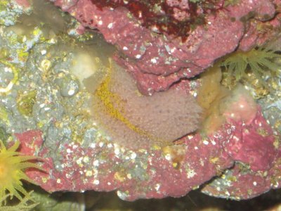 reeftank 006.jpg