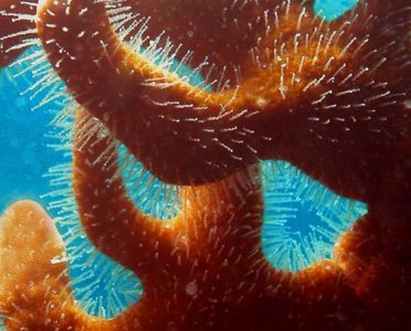 Branching_Fire_Coral-06jan04_019.jpg