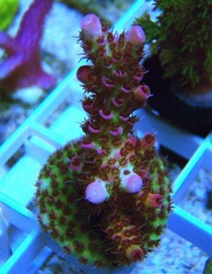 ORA Red Planet 4lg.jpg