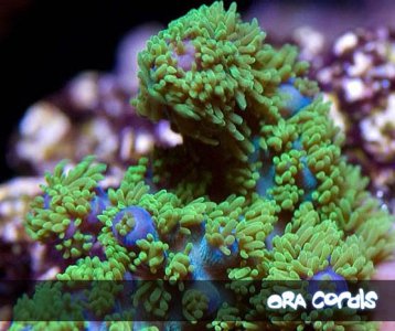ora-bellina-acropora-3.jpg
