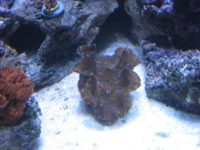 show piece deresa.jpg