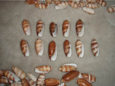 Brown olives bottom.jpg