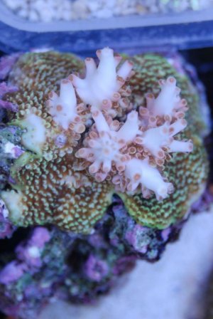 Aussie Coral.jpg