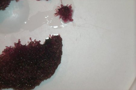 Sponge 002.jpg