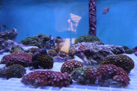 Tritons gardens 011.jpg