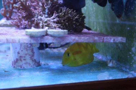 Tritons gardens 013.jpg