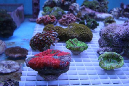 Tritons gardens 017.jpg