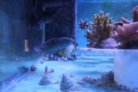 Tritons gardens 018.jpg