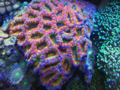 rainbowacans.jpg