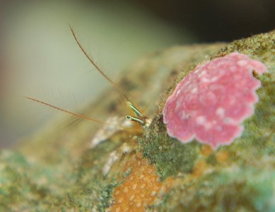 hermitcrab157984920_21c238565a.jpg