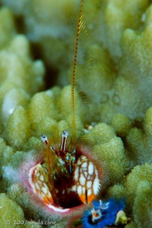 hermitcrab514912412_5d03e0657c.jpg