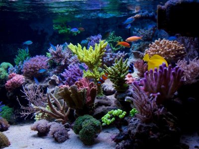 coral.jpg