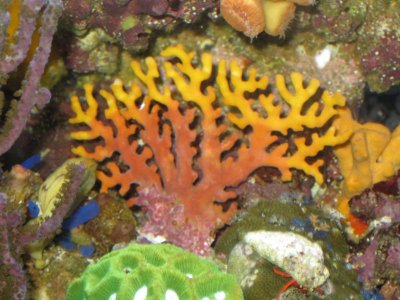 reeftank 010.jpg
