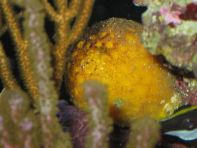 reeftank 015.jpg