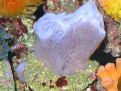 reeftank 025.jpg