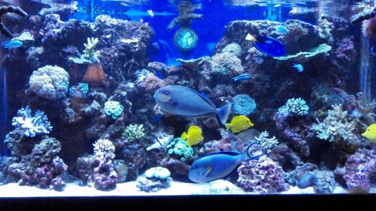 jones reef.jpg