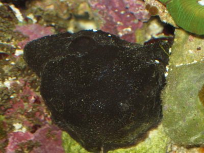 reeftank 026.jpg