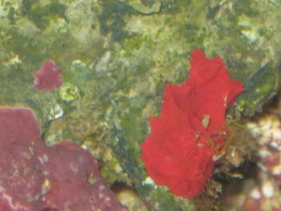 reeftank 003.jpg
