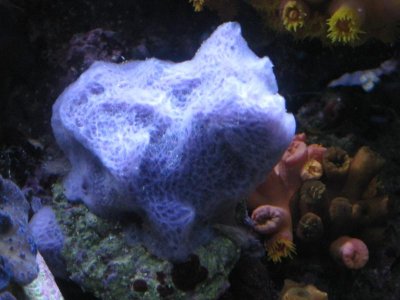 reeftank 004.jpg