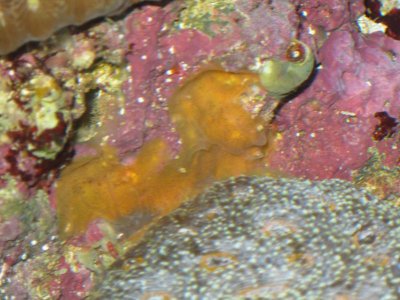 reeftank 017.jpg