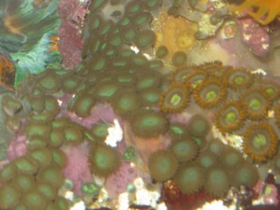 reeftank 009.jpg