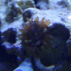 Unknown Anemone 01 Cropped.jpg