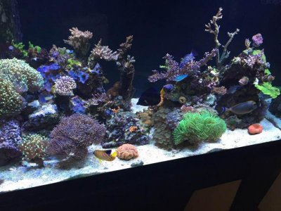 ImageUploadedByTapatalk1433267831.244628.jpg ImageUploadedByTapatalk1433267831.244628.jpg