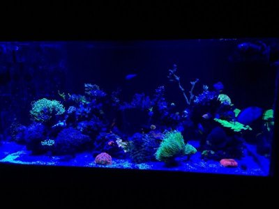 ImageUploadedByTapatalk1433268028.402112.jpg ImageUploadedByTapatalk1433268028.402112.jpg